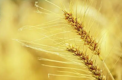 2022芒种后九天交运包括当天吗