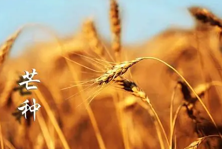 2022芒种后九天交运包括当天吗