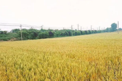 2022年芒种是几月几号几点几分