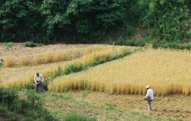 2022芒种后九天交运是一天还是九天