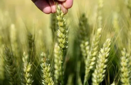 2022年芒种属于农历五月还是六月