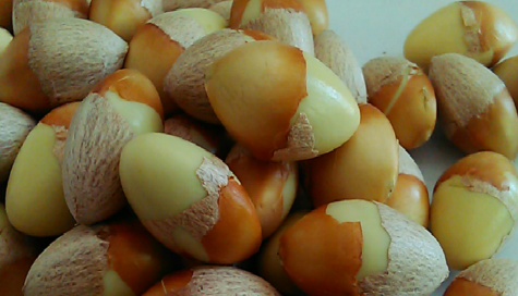 今天吃了1个生的白果怎么办