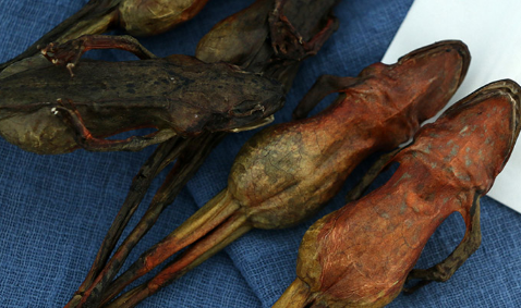 女性吃雪蛤真有那么好吗