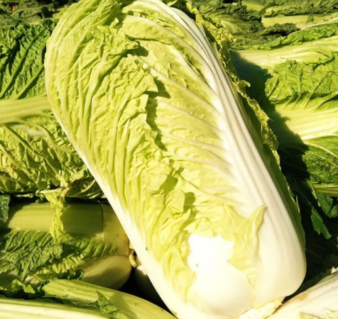 白菜不放冰箱可以放多久