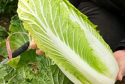 白菜放冰箱为什么会苦