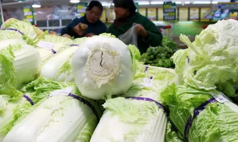 白菜放冰箱为什么会苦