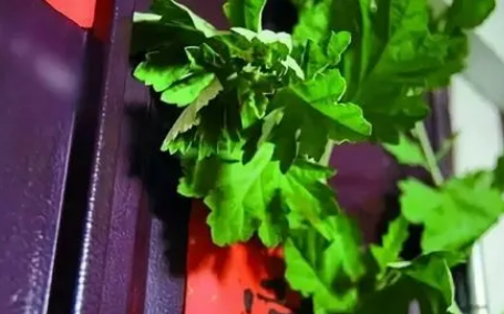 2022端午节挂菖蒲和艾草有辟邪的说法吗