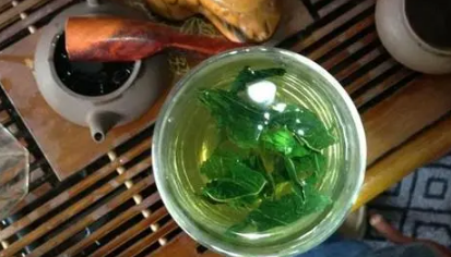 桑叶泡水喝有什么功效和作用