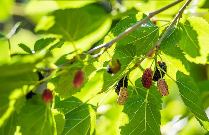 桑叶发黄还能泡水喝吗