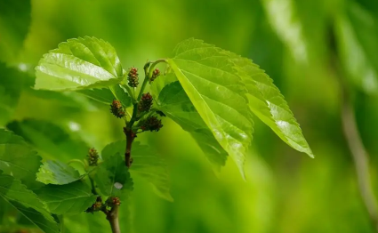 桑叶发黄还能泡水喝吗