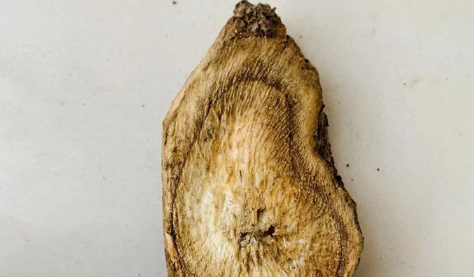 牛蒡茶越久越好吗