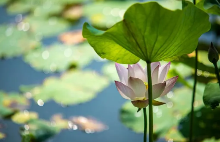 2022年小暑这天入伏了吗