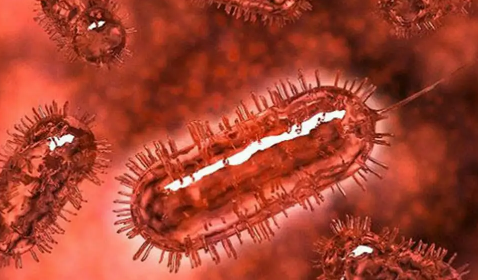 研究发现大脑可与肠道细菌直接对话真的吗