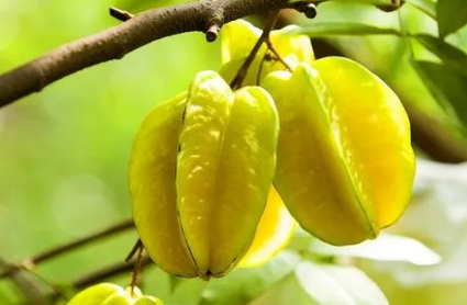 杨桃能不能直接吃要去皮吗