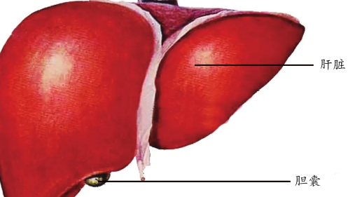 长期饮酒吃腌腊食品易诱发肝癌吗