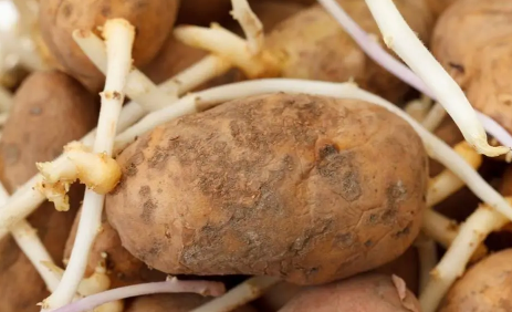 土豆发芽了把芽去掉还能吃吗