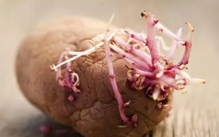 土豆发芽了把芽去掉还能吃吗