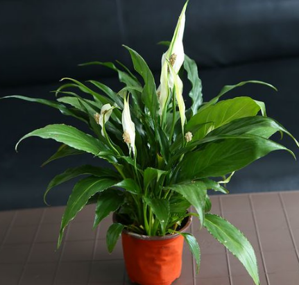 一帆风顺花怎么养