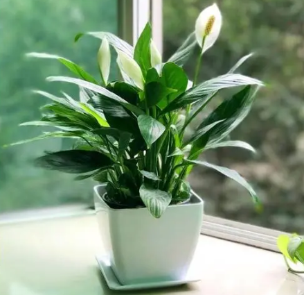 一帆风顺花怎么养