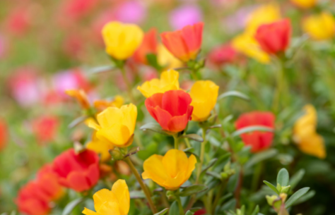 2022夏天什么时候能不热