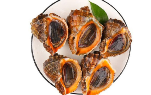 大海螺需要吐沙子吗