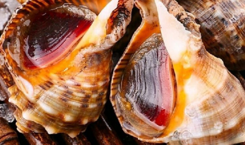 大海螺需要吐沙子吗