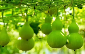 2022端午挂的葫芦必须是新的吗