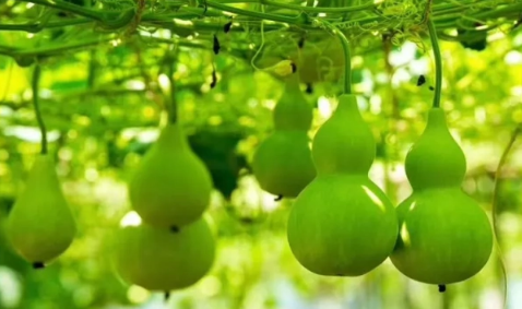 2022端午挂的葫芦必须是新的吗