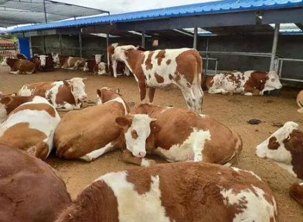 现在农村养什么最赚钱2022