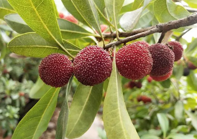 杨梅几月份成熟