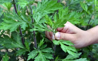 新鲜艾叶怎么保存最好