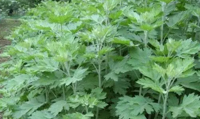新鲜艾叶怎么保存最好