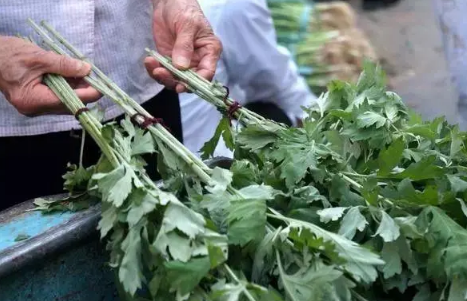 新鲜艾叶怎么保存最好