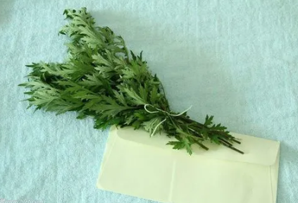 艾草可以熏肚脐吗