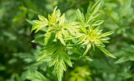 艾草可以熏肚脐吗