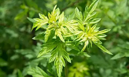 艾草可以熏肚脐吗