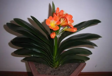 君子兰怎么养才能开花