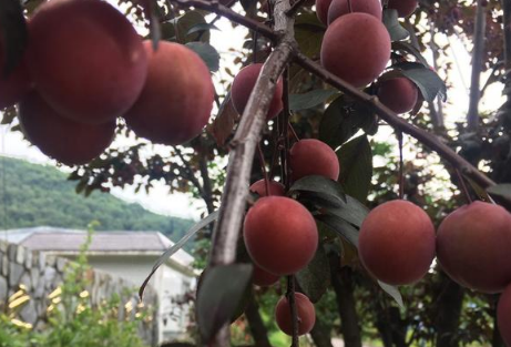 紫叶李的果子能吃吗