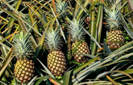 菠萝要用盐水泡多久