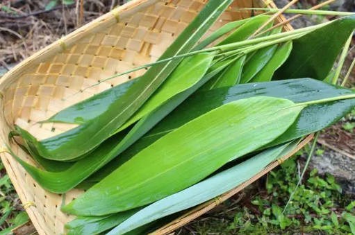 粽子叶是老的好还是嫩的好