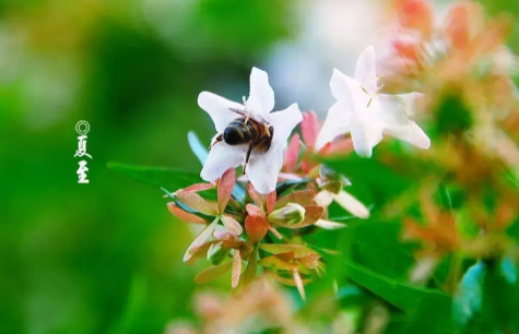 夏至下雨三伏天热吗