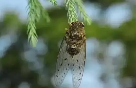 夏至下雨三伏天热吗
