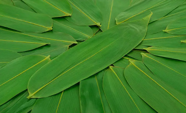 宽粽叶和窄粽叶哪个好