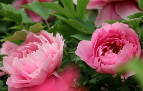 芍药花骨朵几天开花