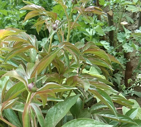 芍药花长什么样子是什么颜色