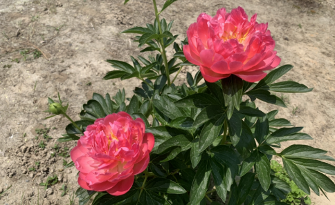 芍药花长什么样子是什么颜色
