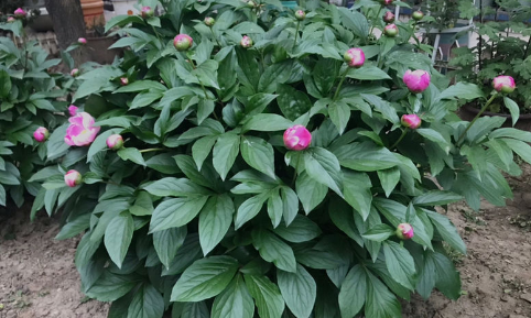 芍药花长什么样子是什么颜色