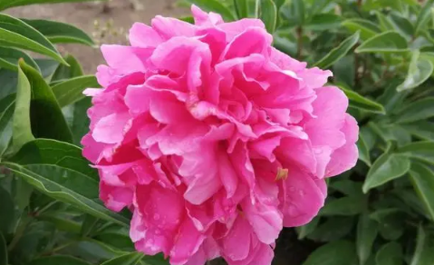 芍药花长什么样子是什么颜色
