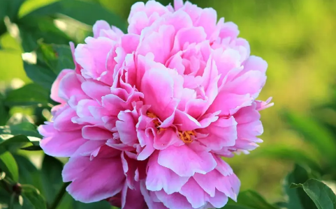芍药花长什么样子是什么颜色