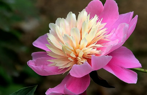 芍药花长什么样子是什么颜色